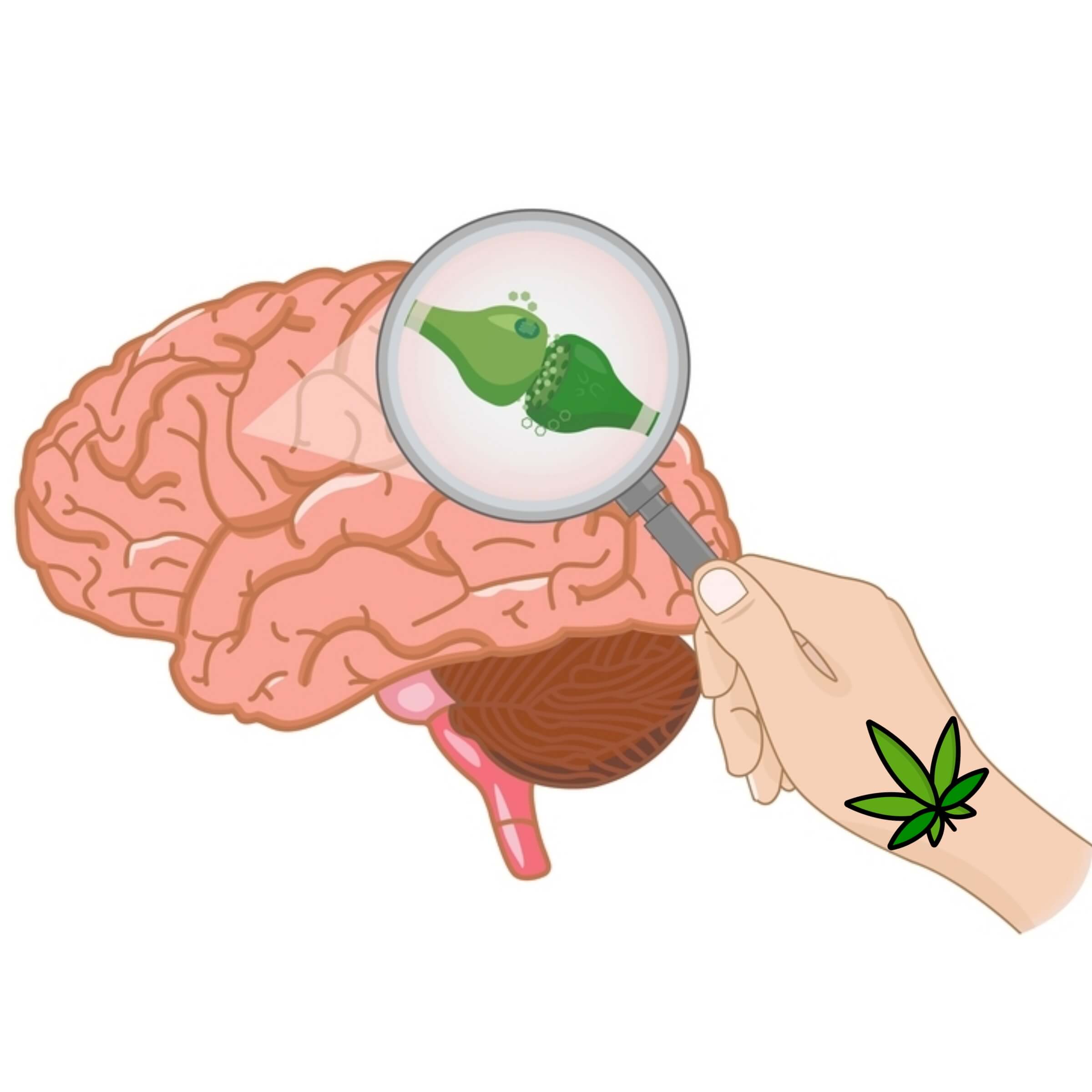 Effects of Cannabis: How It Affects Your Mind & Body