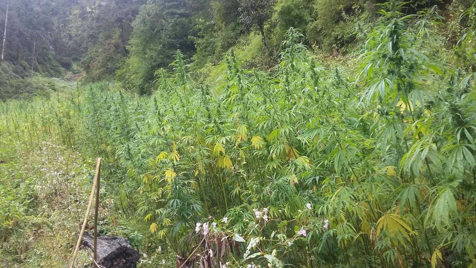 Wild Hemp Growing In Fields