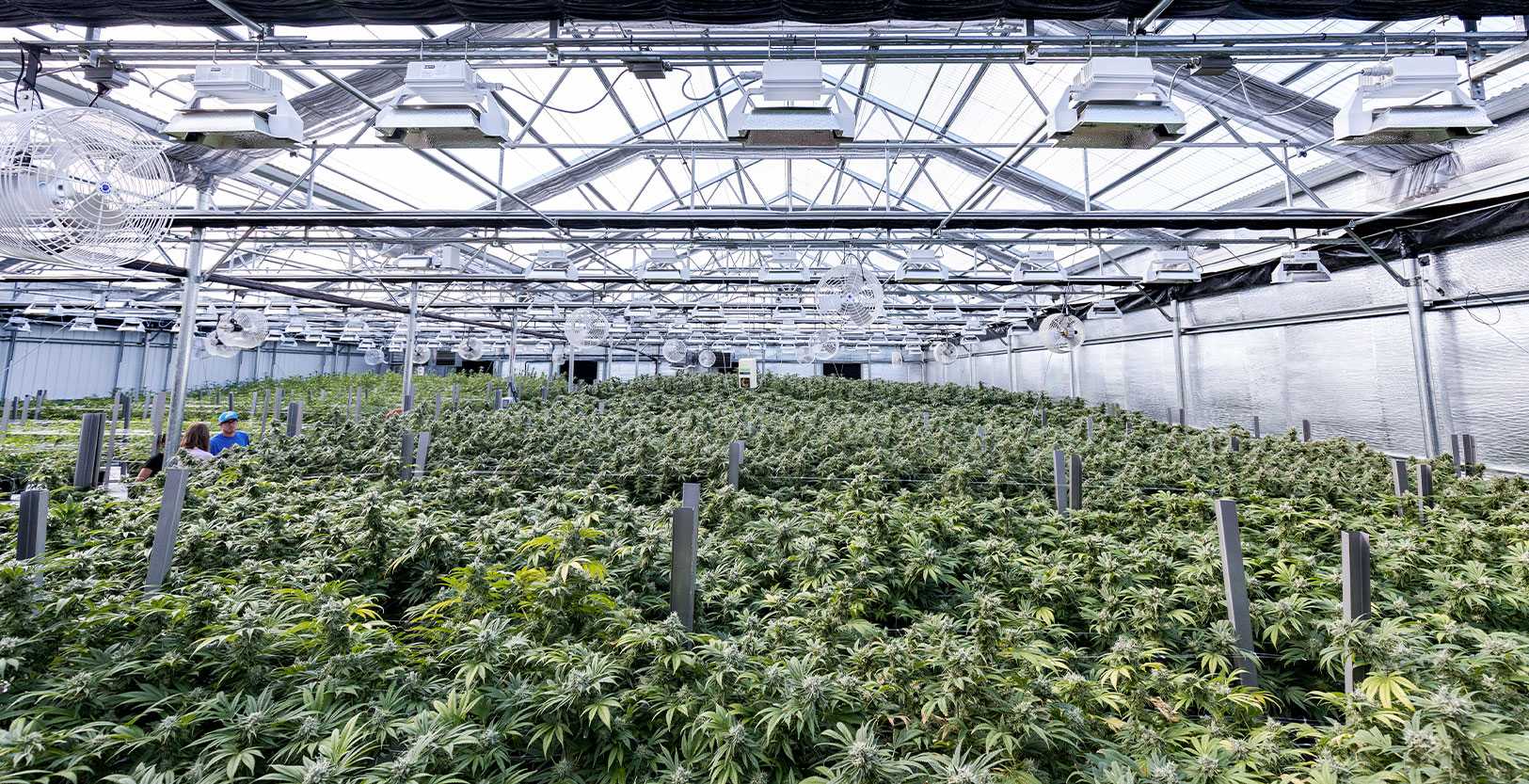 Thailand's Indoor Medical Marijuana Farms
