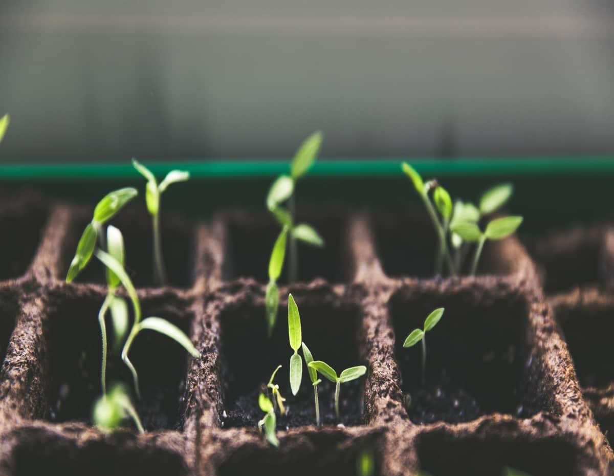 Cannabis seedlings