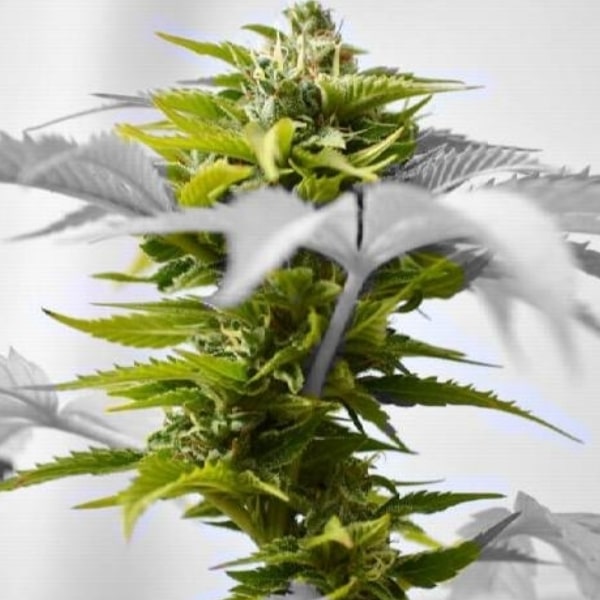 Cannabis Cures The Spine