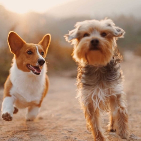 Cannabis & Animals Articles