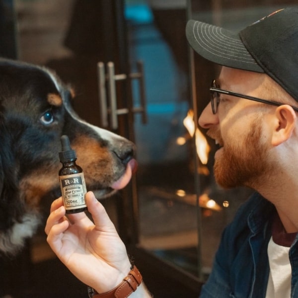 Can My Dog Overdose On CBD Oil?