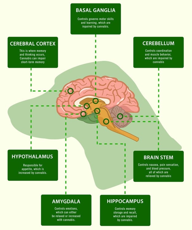 Cannabis and dogs infographic.
