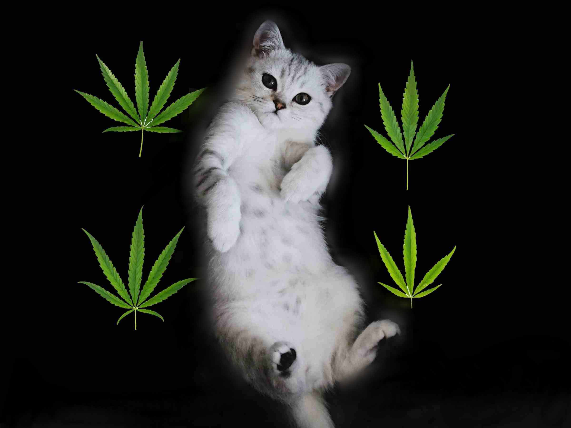 Cannabis Pets Guide: Weed For Cats & Dogs