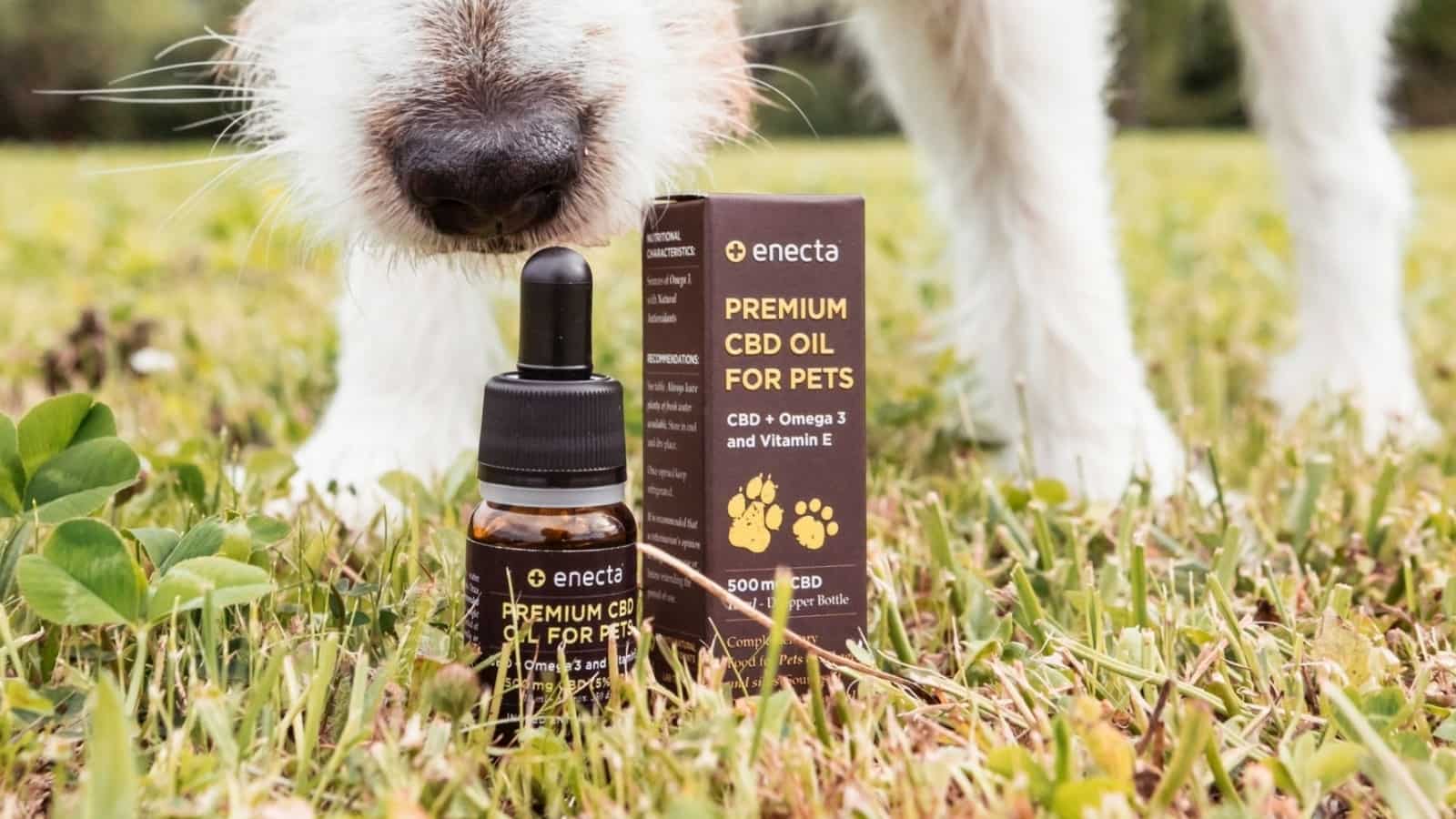 Is CBD Oil Toxic For Dogs? Can It Kill A Dog?