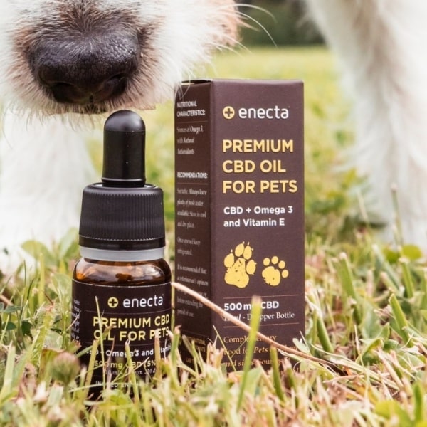 Is CBD Oil Toxic For Dogs? Can It Kill A Dog?