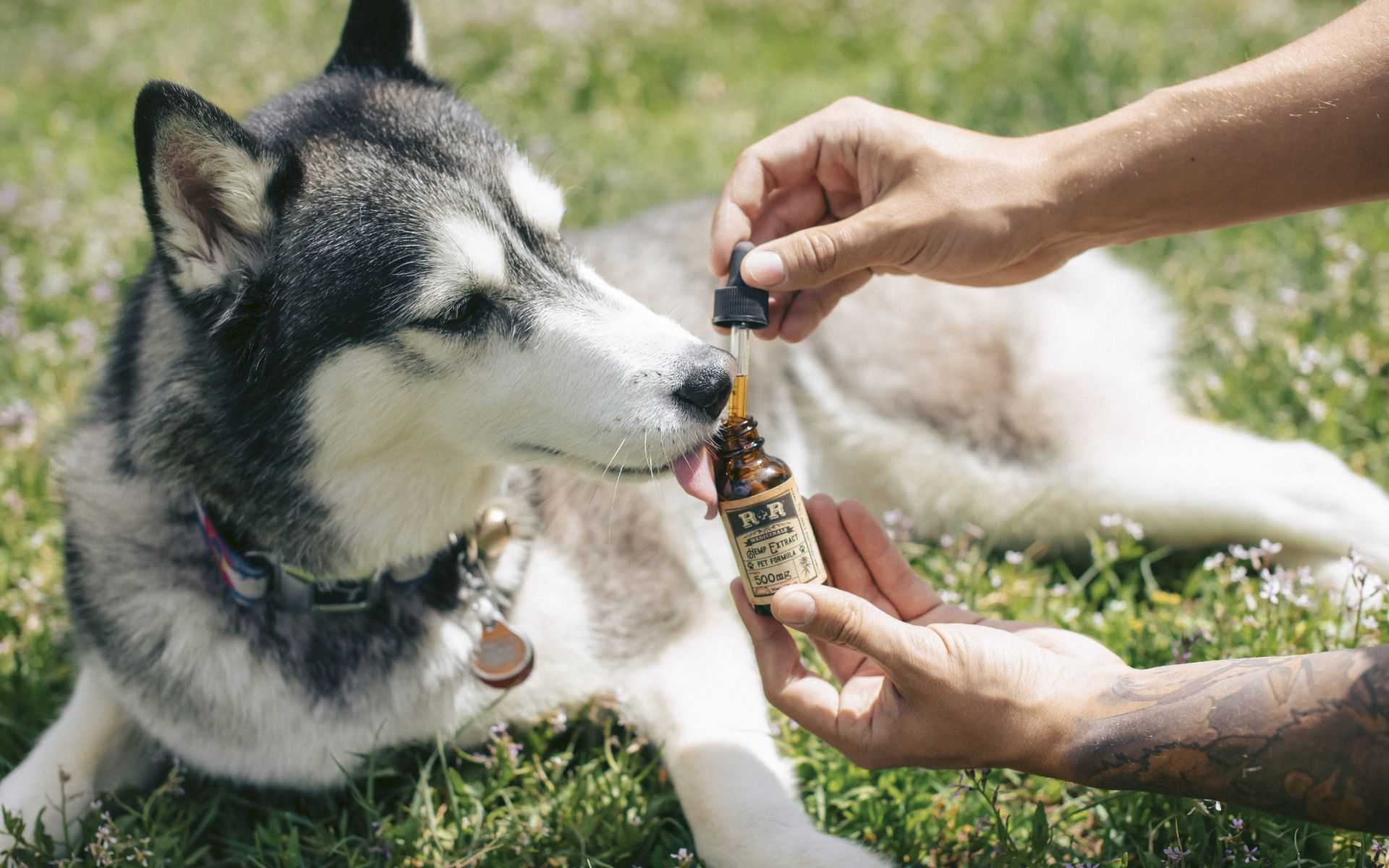 Medical Cannabis For Dogs
