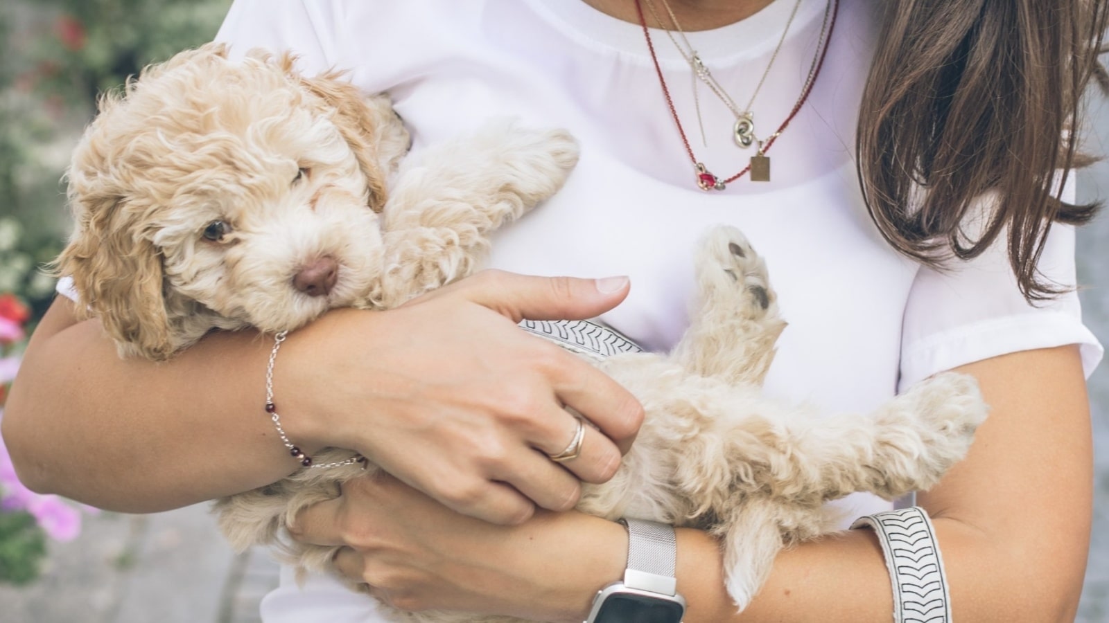 What CBD Oil Is Good For Dogs?