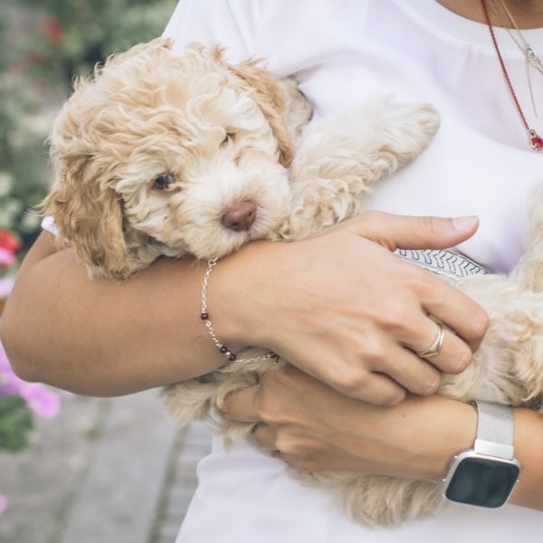 What CBD Oil Is Good For Dogs?