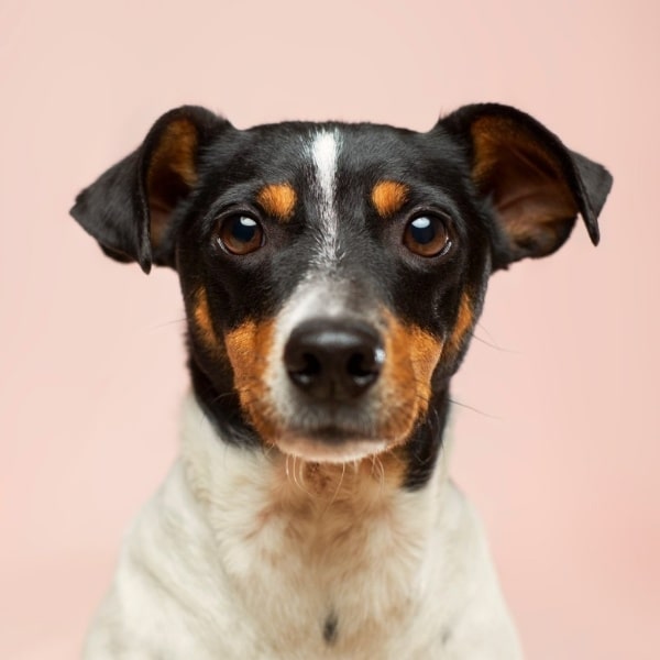How Long Does It Take For CBD Oil To Work On Dogs?