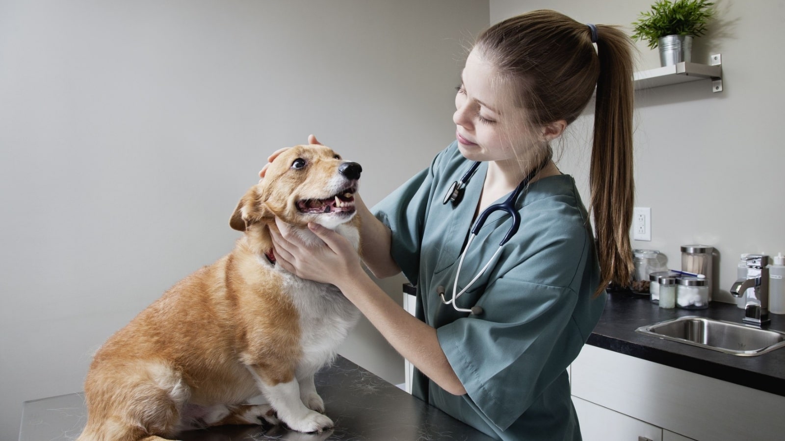 Do Veterinarians Recommend CBD Oil?