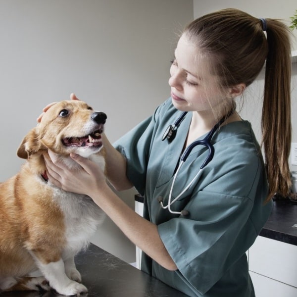 Do Veterinarians Recommend CBD Oil?