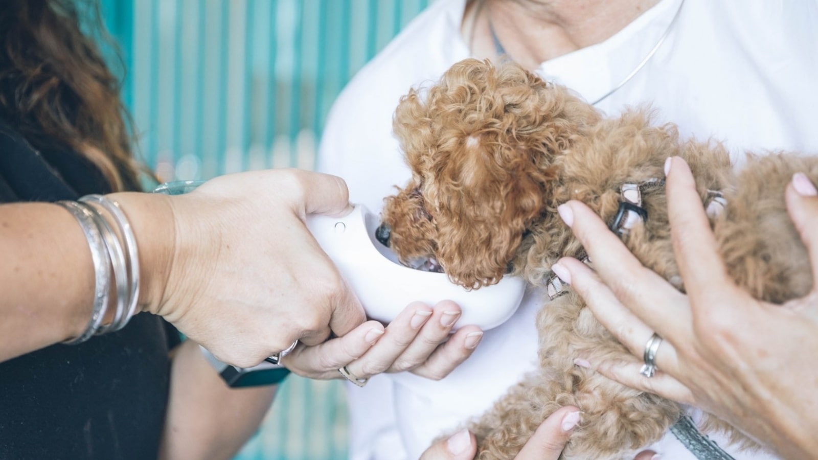 Can Veterinarians Prescribe CBD Oil?