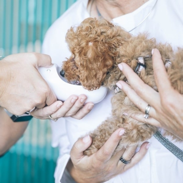 Can Veterinarians Prescribe CBD Oil?