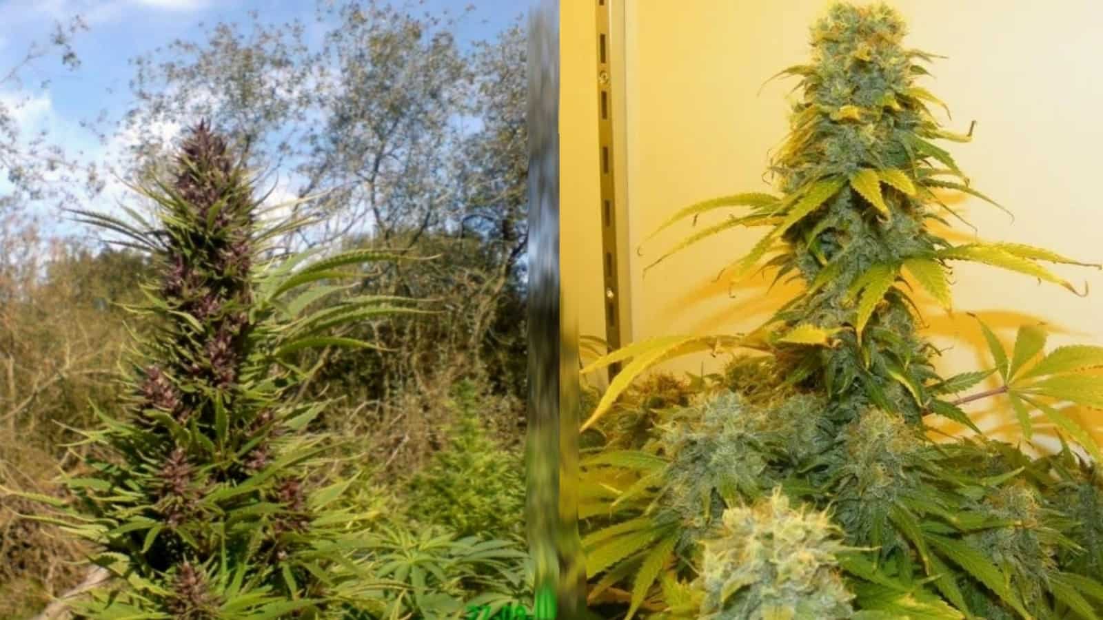 Bush VS Hydro: The Difference Between Growing Hydro and Bush Weed