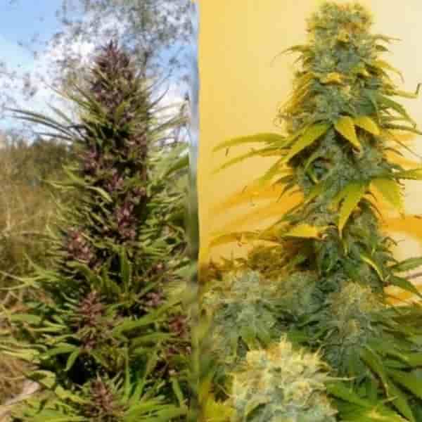 The Difference Between Growing Hydro and Bush Weed