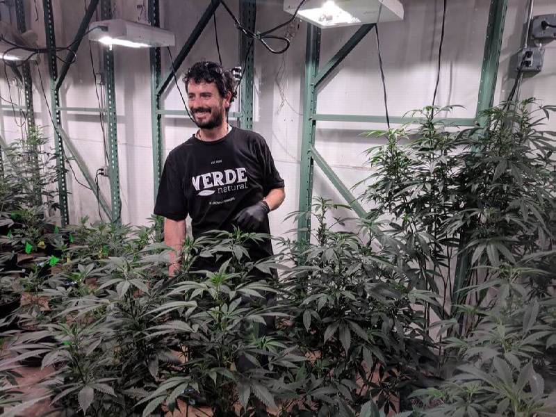 Cannabis Jobs Growing and Cultivation Jobs
