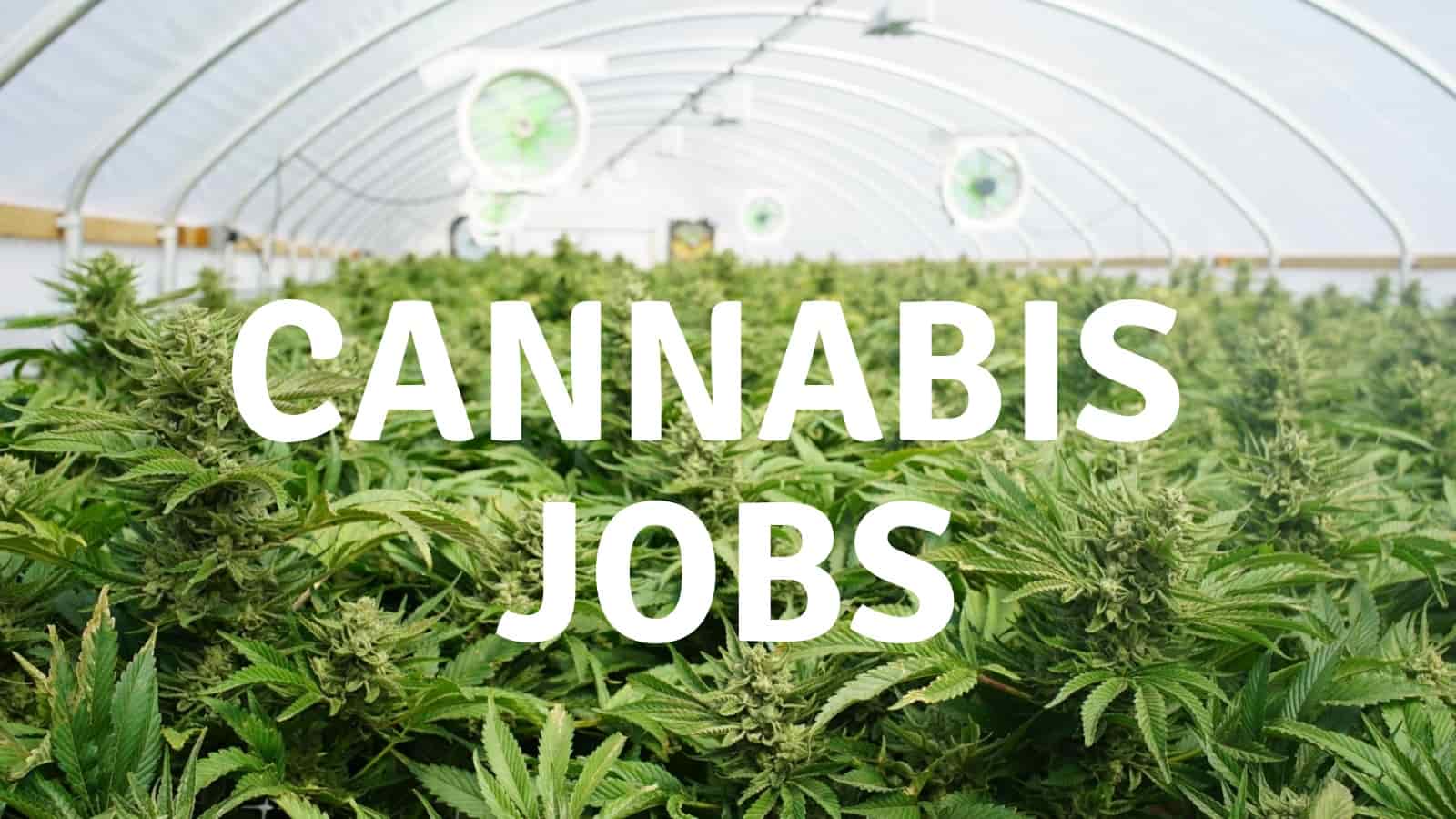 Awesome Legal Cannabis Jobs In Australia