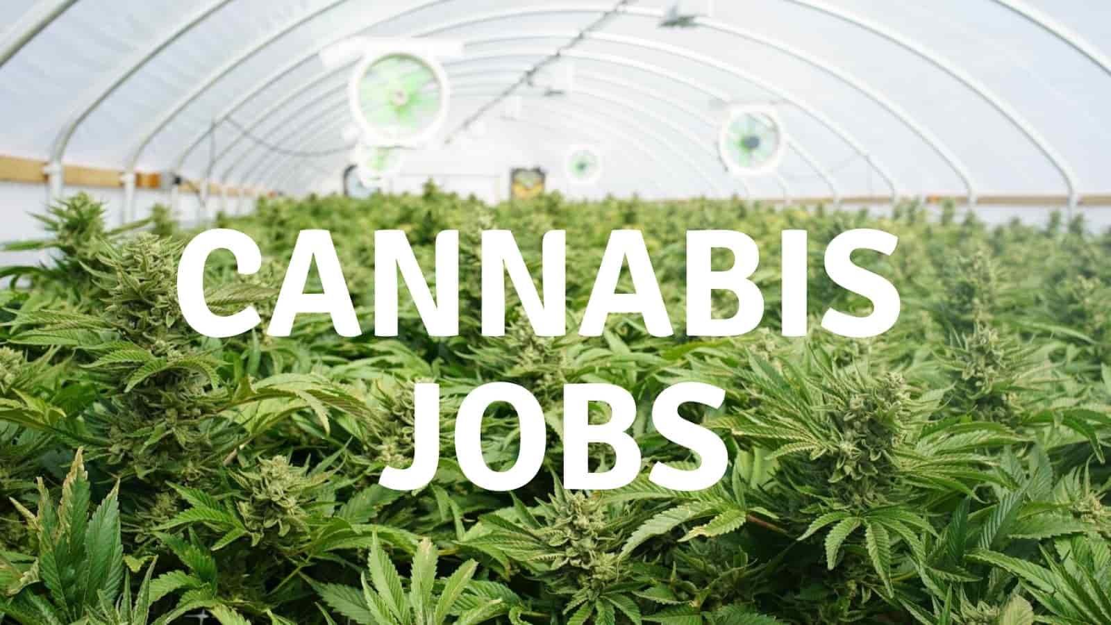 Awesome Legal Cannabis Jobs in Australia