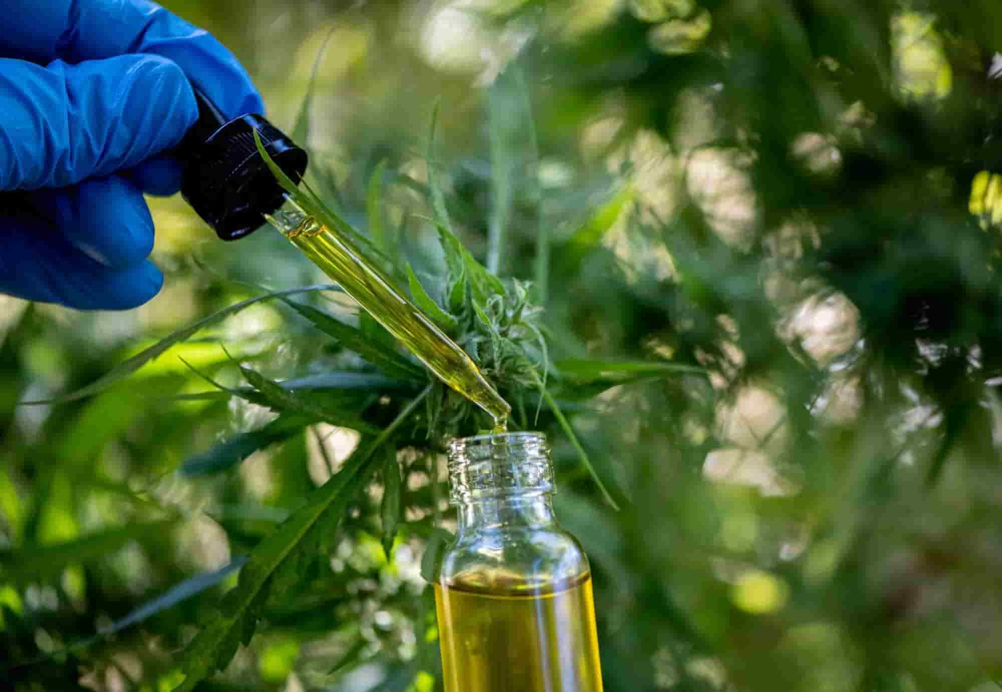 Fresh cannabis CBD and THC oil