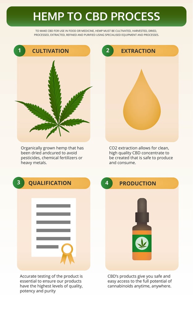 From Cannabis Plant To CBD Oil