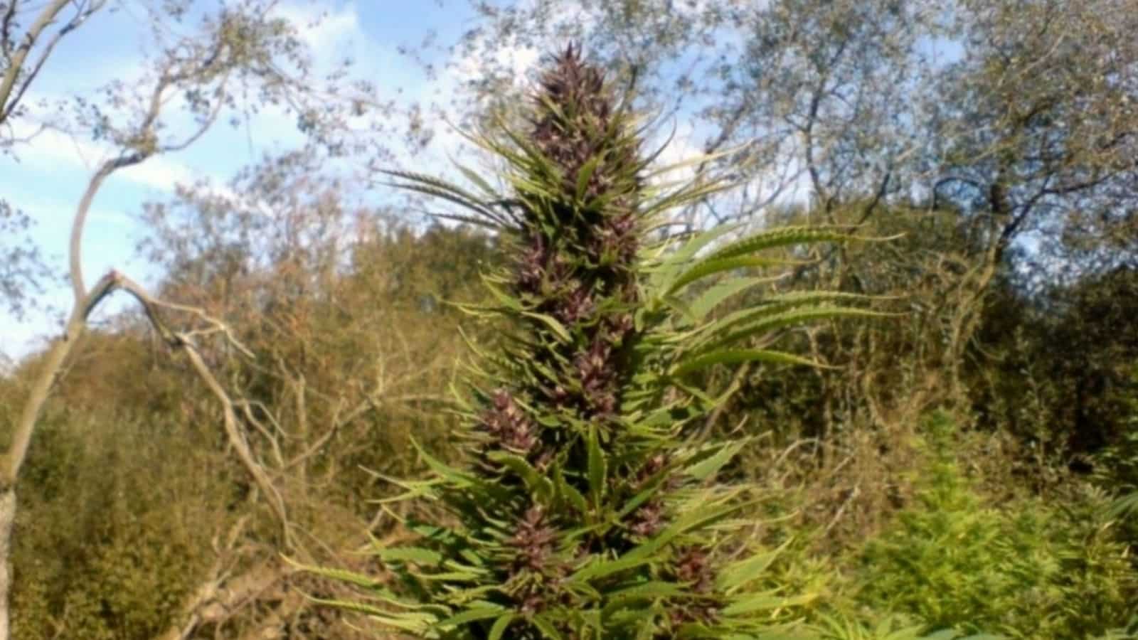 What is Australia's Bush Weed?