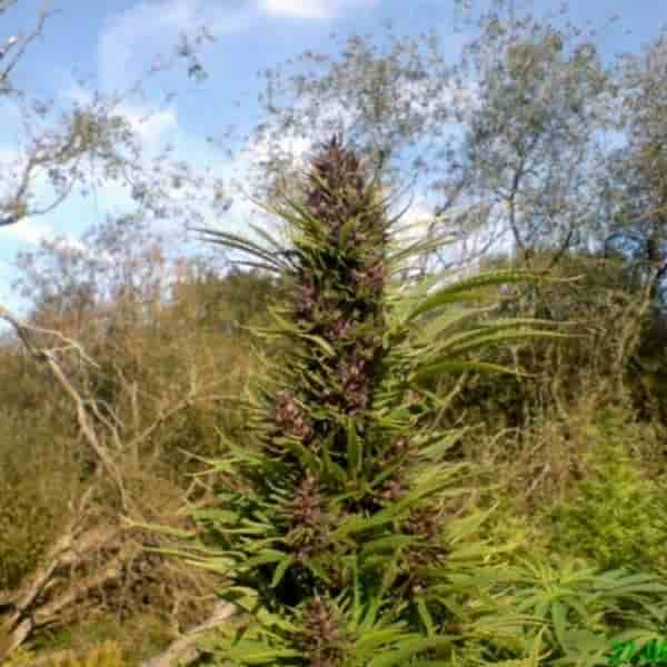 What is Australia's Bush Weed?