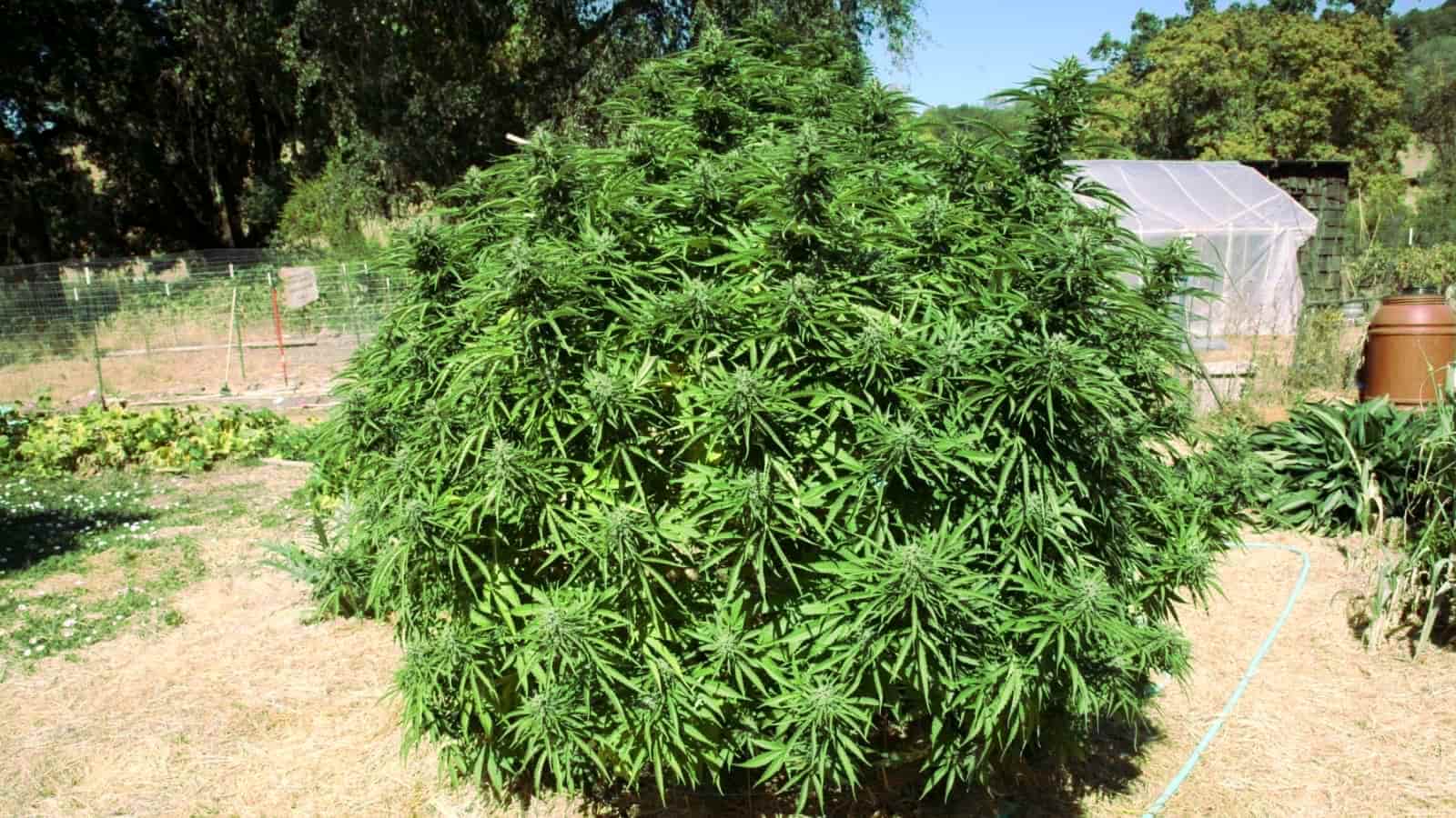 The Bushiest Bush Weed