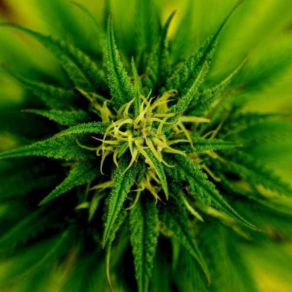 Cannabis Species: Sativa, Indica, and Ruderalis Plants