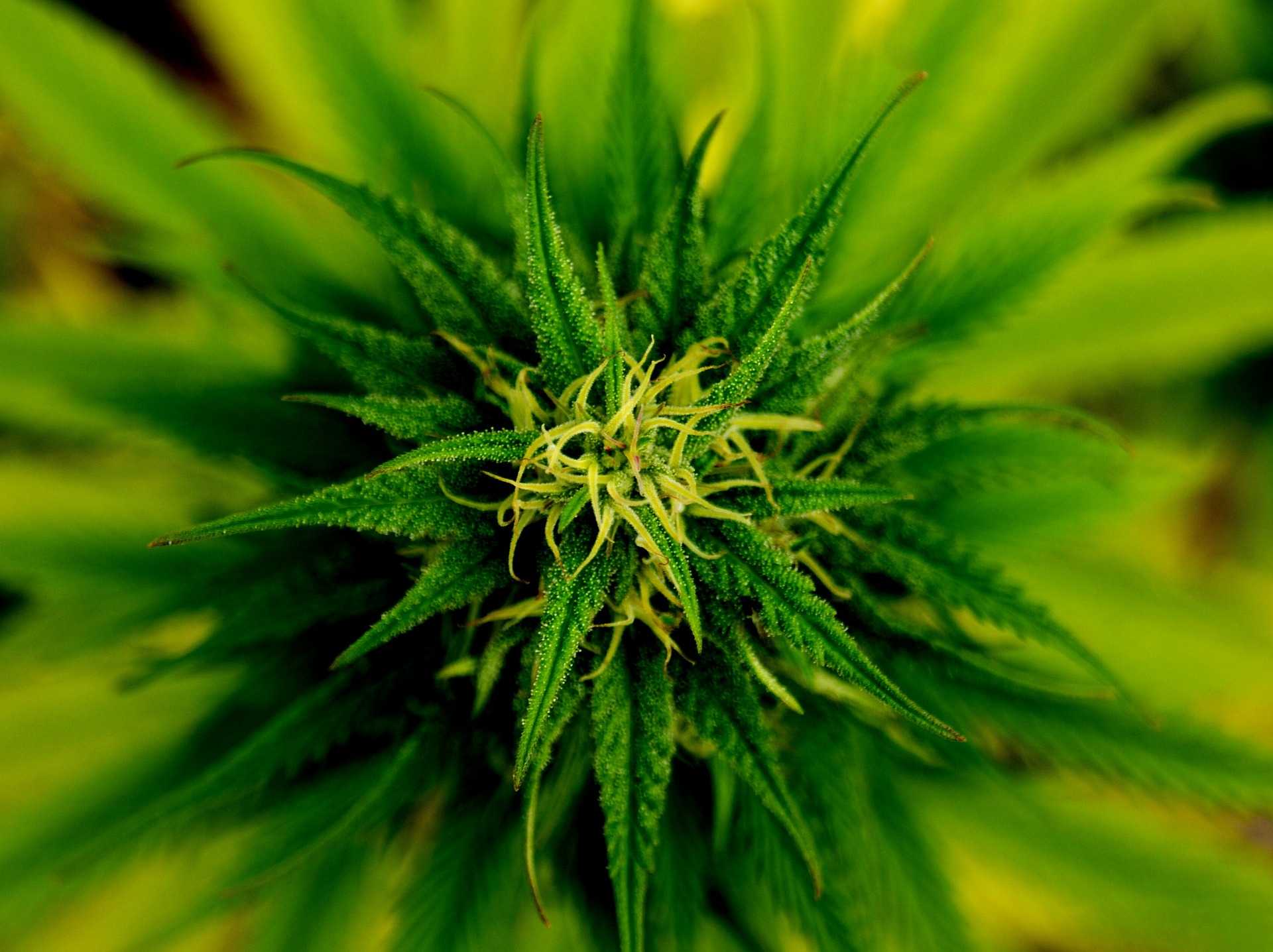 Cannabis Species: Sativa, Indica, and Ruderalis Plants