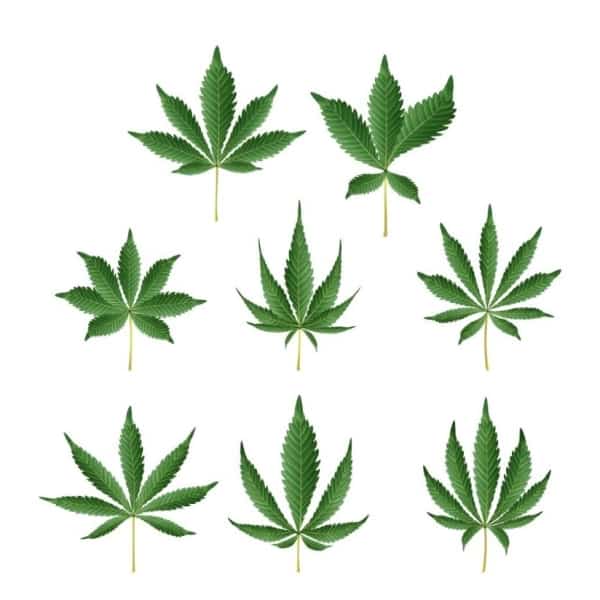 Cannabis Strains: Effects, Species, History and Growing