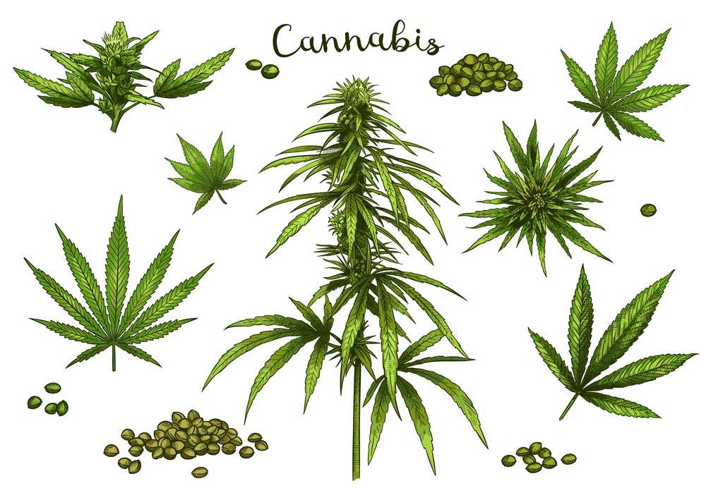 Cannabis strains