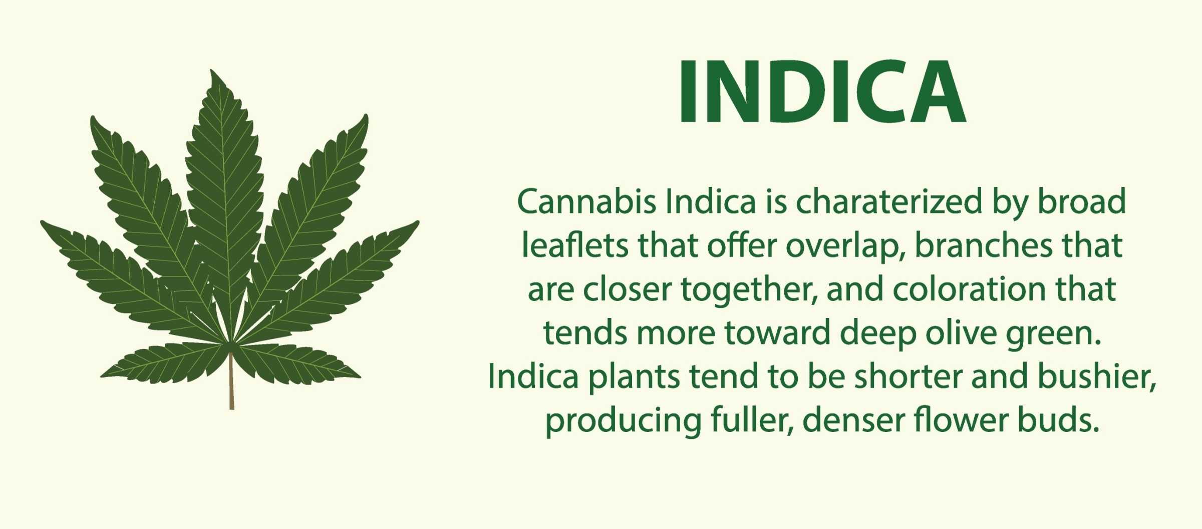 Cannabis Indica Leaf