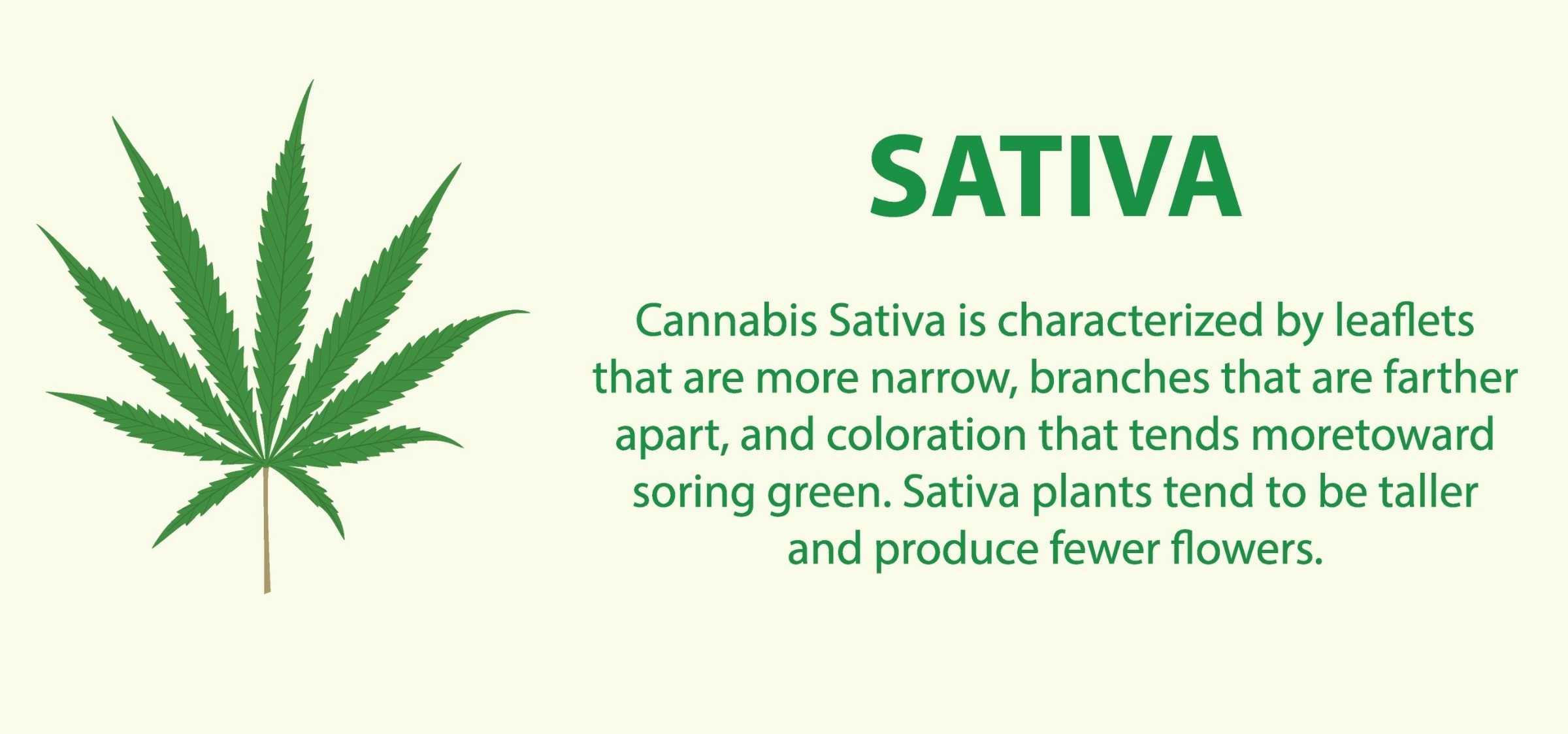Cannabis Sativa Leaf