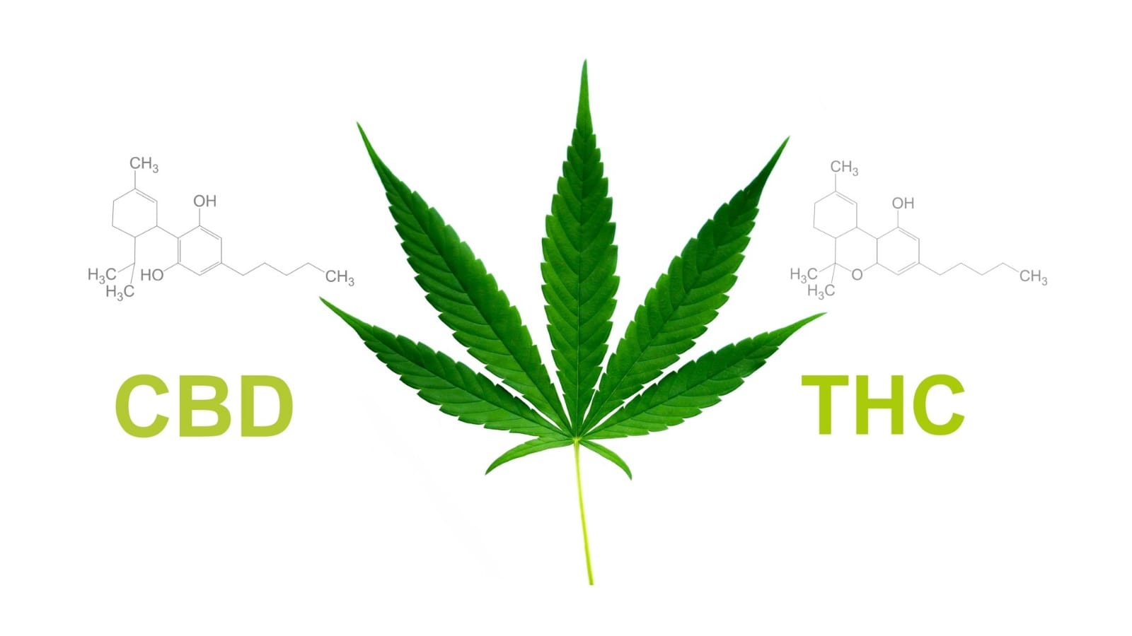 CBD vs. THC: Get The Facts About The Difference