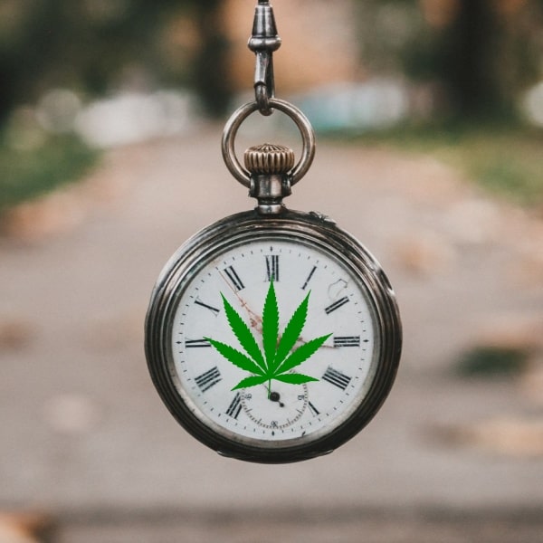 How Long Does It Take CBD Oil To Work?