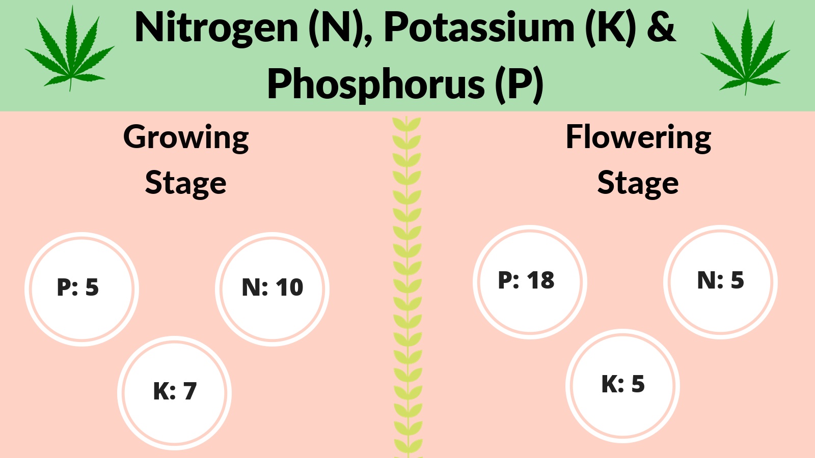 Cannabis nitrogen, potassium and phosphorus (NPK) diet