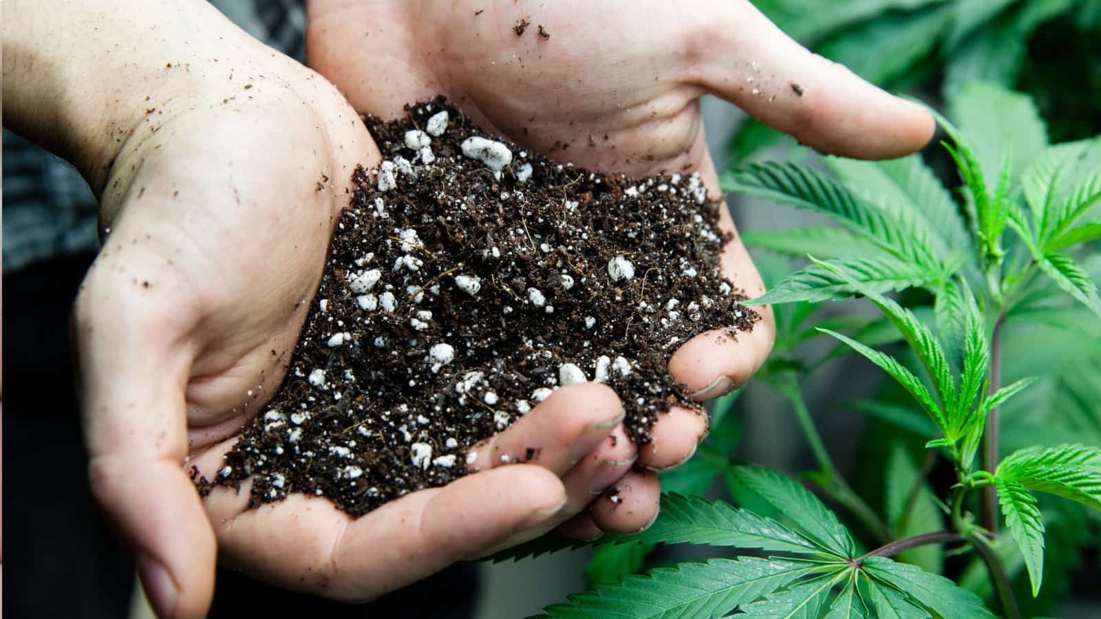 Cannabis Soil Rich With Nutrients