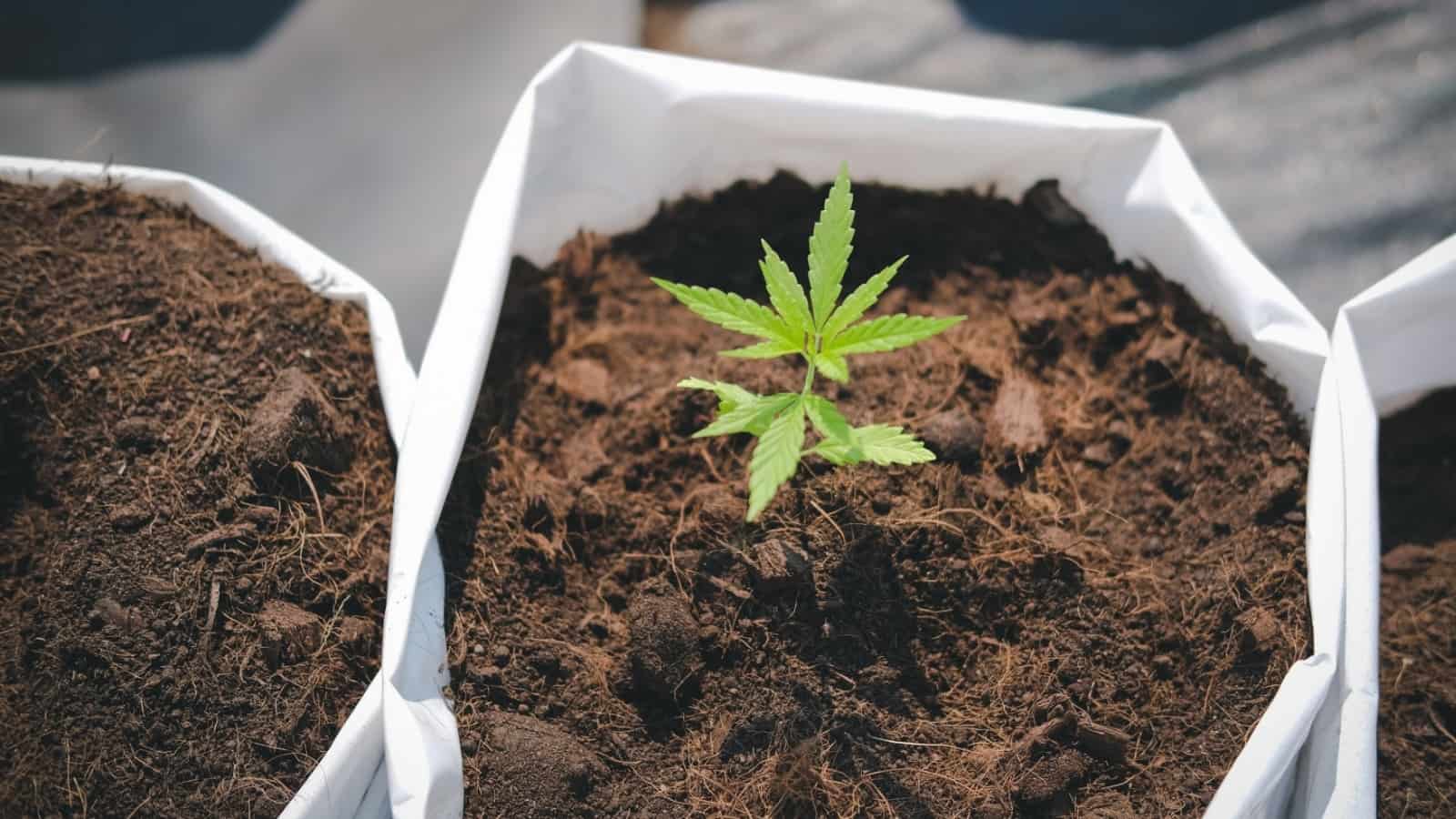 9 Step Beginners Guide To Growing Cannabis In Australia