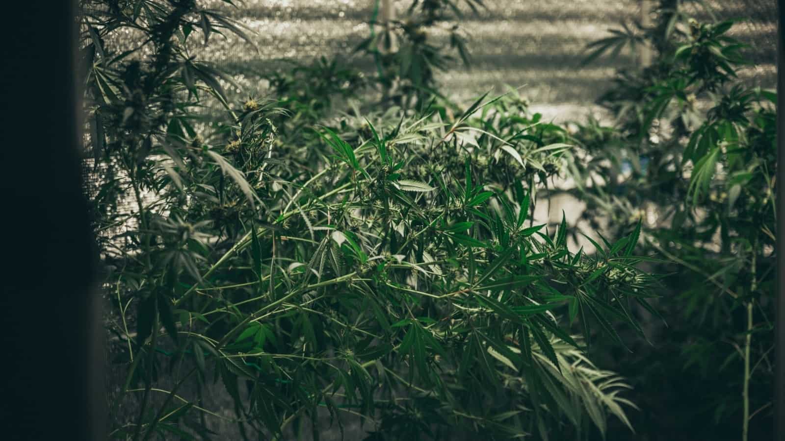 Growing cannabis indoors