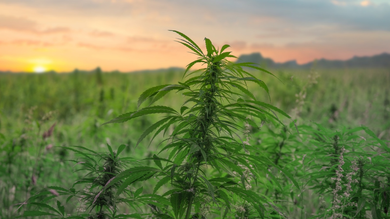Growing cannabis outdoors
