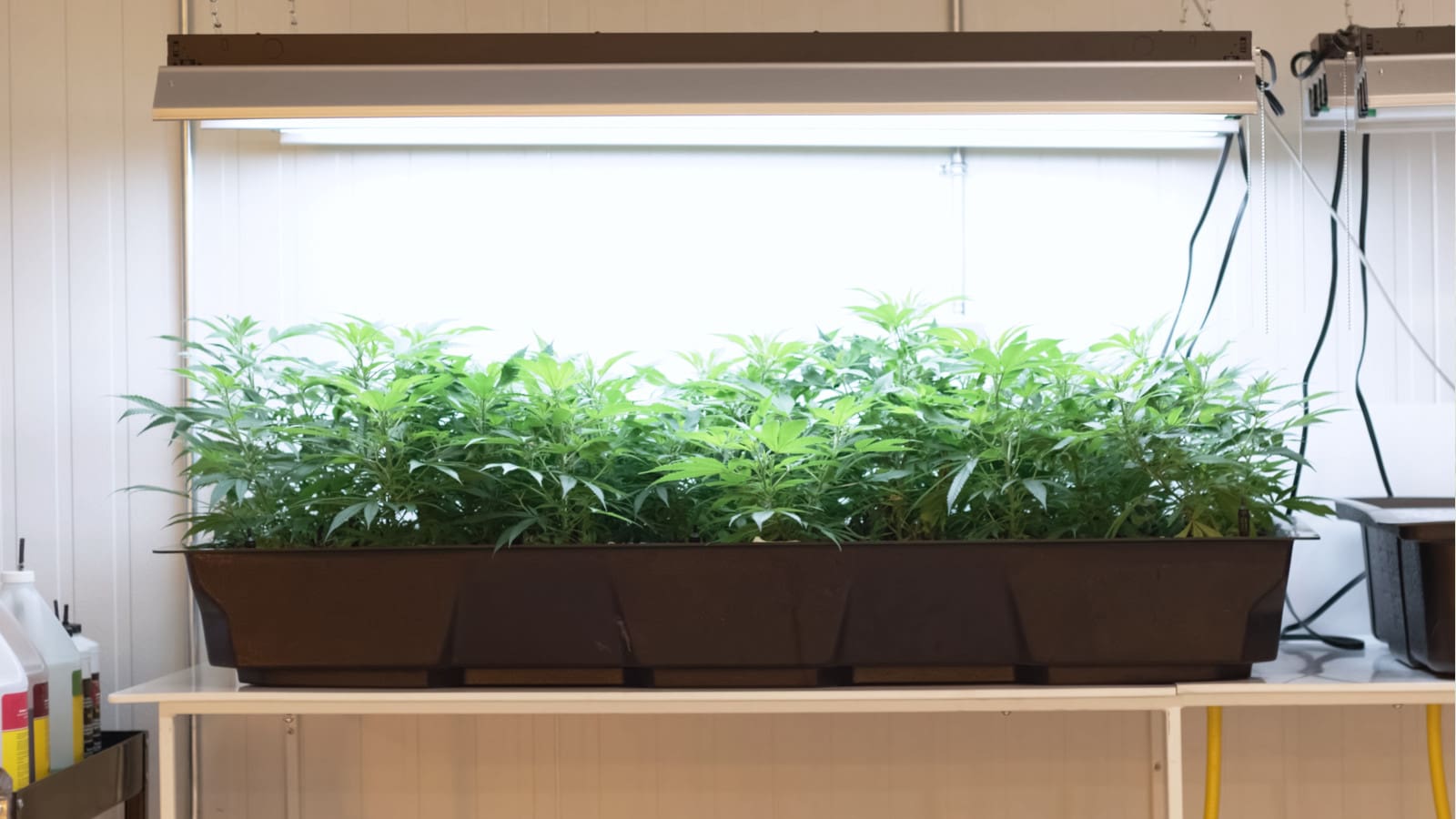 Hydroponic Cannabis: The Benefits Of Growing Indoor Marijuana