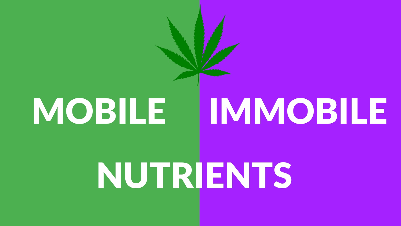 Cannabis Cultivation Mobile VS Immobile Nutrients