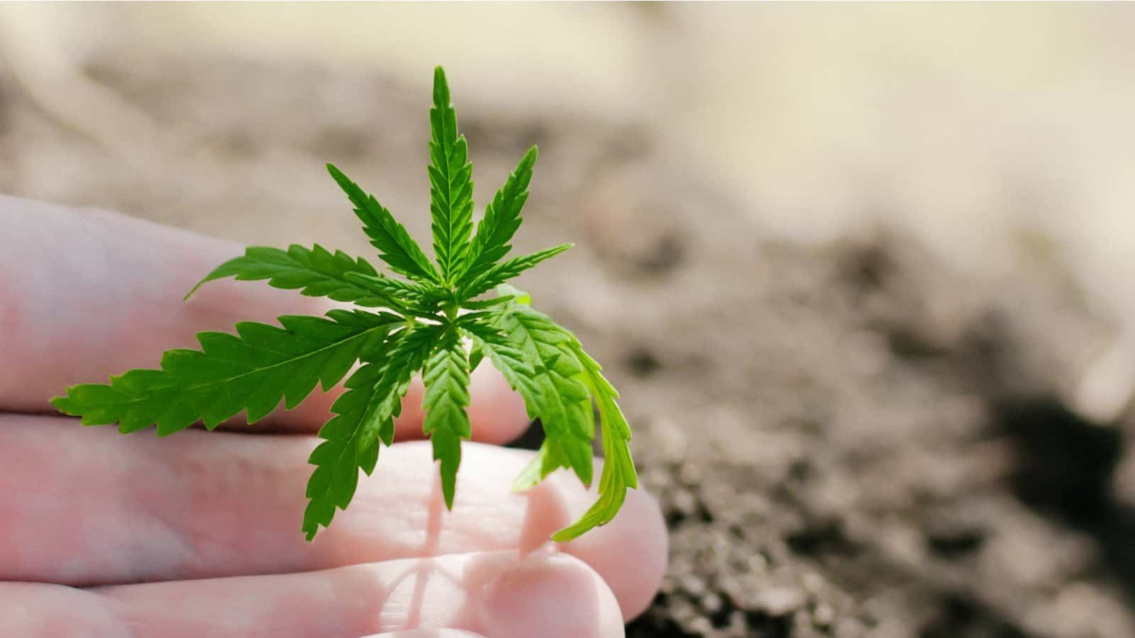 Growing Organic Cannabis Plants