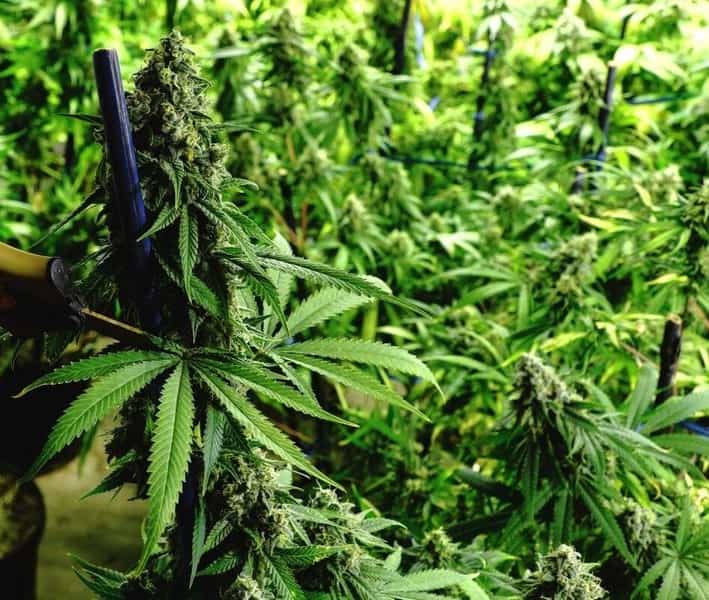 Pruning cannabis