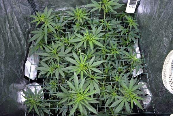 Screen of Green (SCROG)