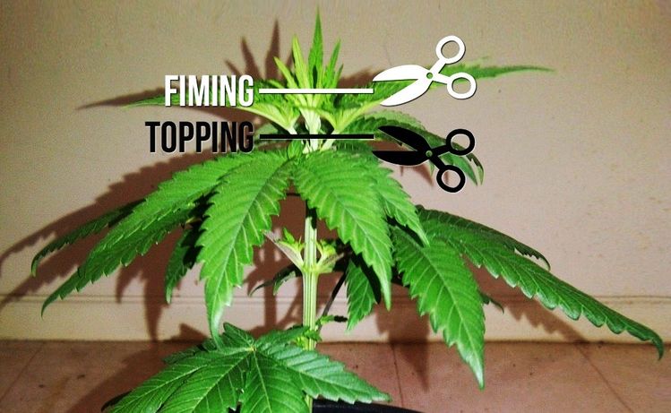 Topping and Fimming cannabis