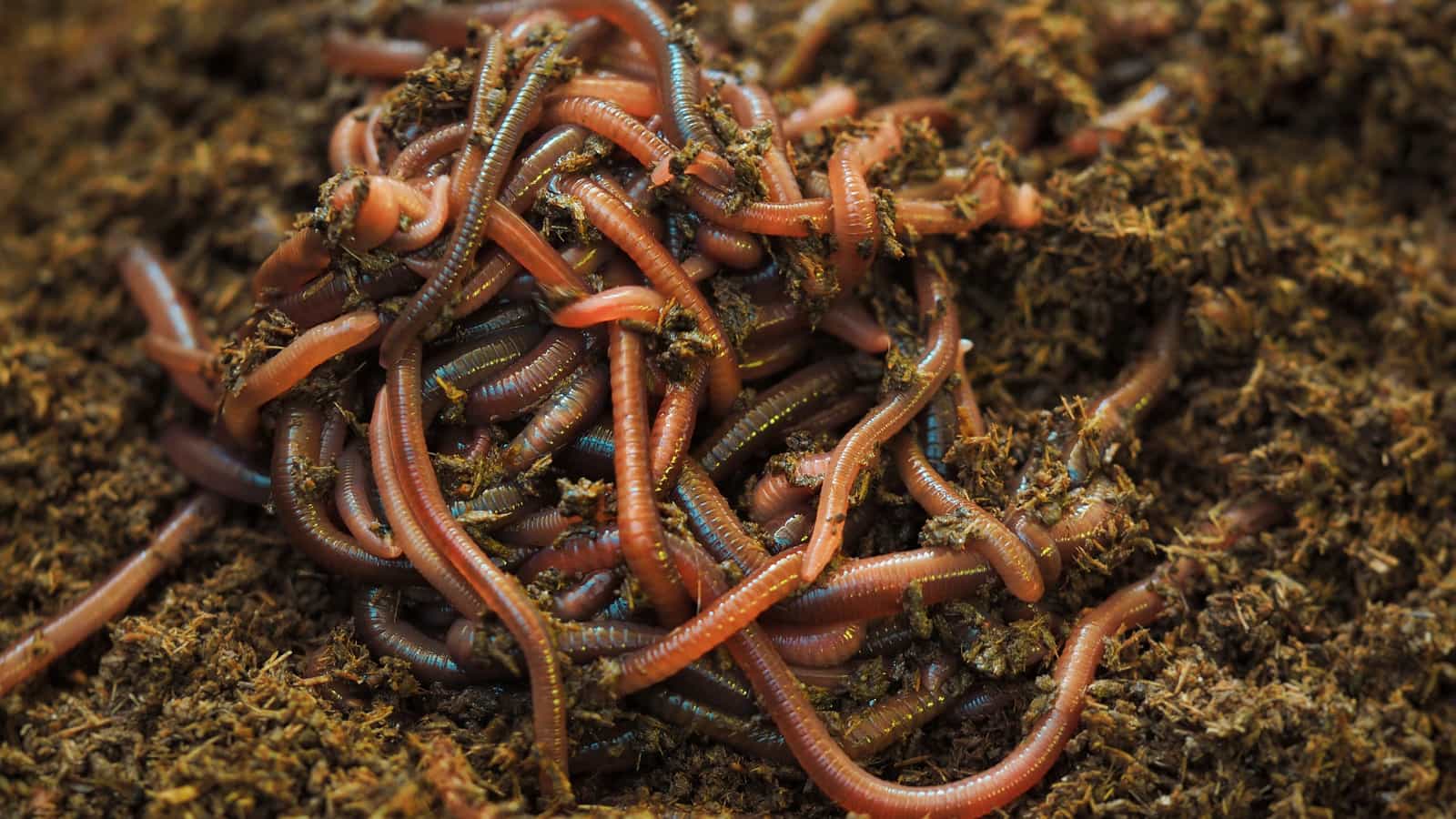 Organic Composting For Cannabis: Worm Juice