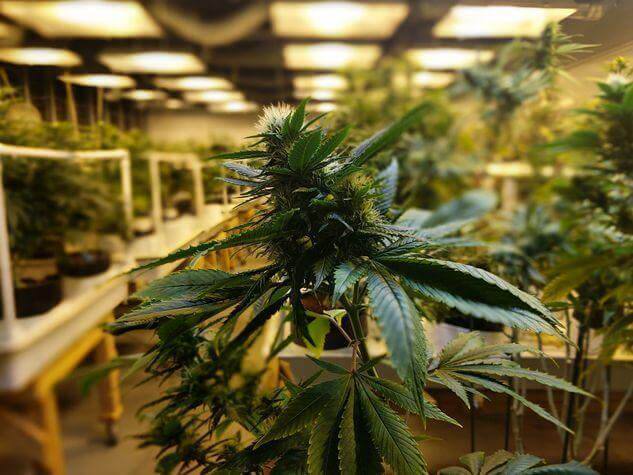 Australia's Commercial Cannabis Medical Farms